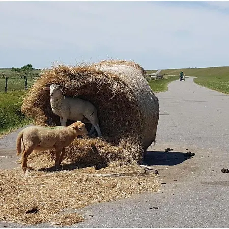 Wohnung-herzmuschel-im-haus-muschelgarten Alkersum